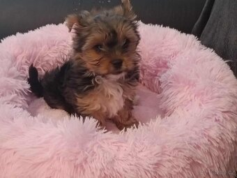 Jorkširský teriér s PP, - 2