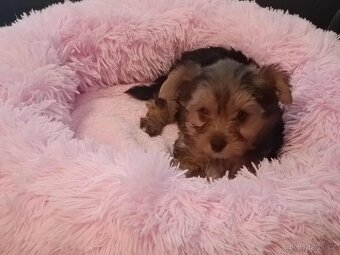 Jorkširský teriér s PP, - 2