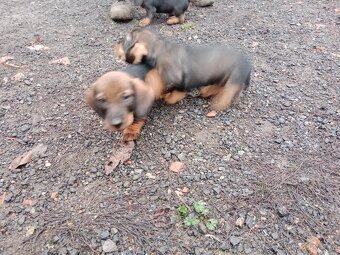 štěňata jezevčík drsnosrsty - 2