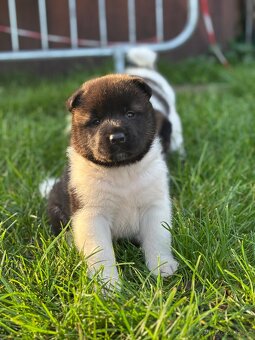 Americká akita - štěňata - 2