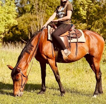 Hodná 14i letá klusačka - 2