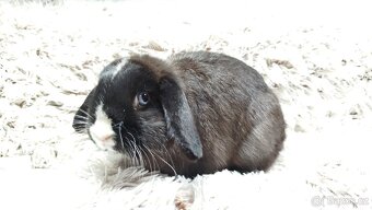Zakrslý beránek, králíček, králík - LADY - 2