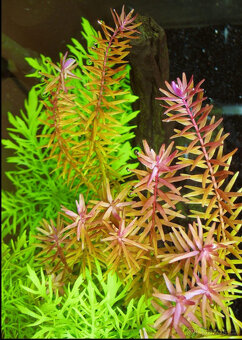 akvarijní rostlinky - 2