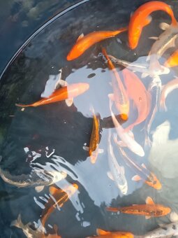 KOI kapr - 2