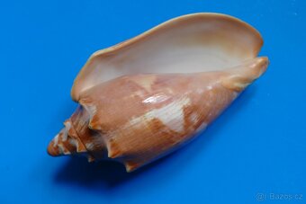 Cymbiola aulica 2 XXXL - 2