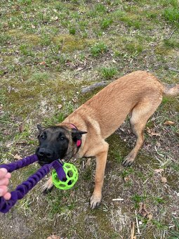 Belgický ovčák malinois s PP- fenka 6 měsíců - 2