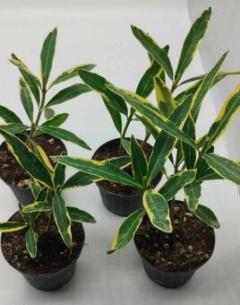 Oleandr variegata - panašovaný - 2