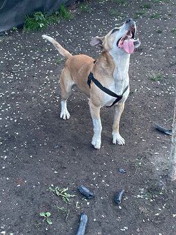 Americký pitbulteriér - 2