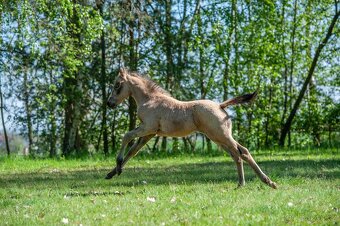 Letošní buckskin QH klisna k rezervaci - 2