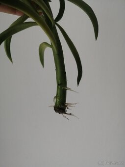 Peperomia - 2