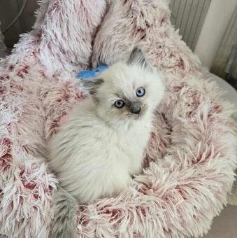 Ragdoll koťatka blue lynx - 2