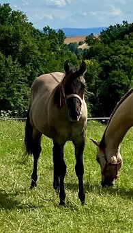 Roční grullo valach Quarter Horse - 2