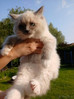 Ragdoll koťátka s PP - 2