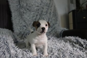 Jack Russell teriér - jrt - 2