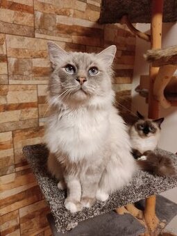 Kocourek Ragdoll ke krytí - 2