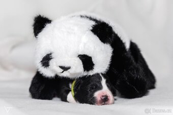 Poslední chlapeček Border kolie s PP - 2