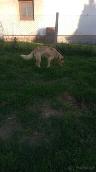 Do dobrých rukou daruji psa - 2