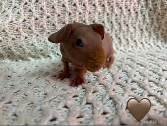 Skinny morčátka, samečci - 2