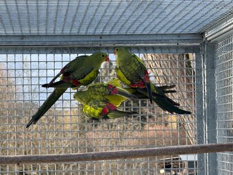 Papoušek horský lemovaný/dilute - 2