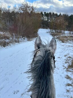 Teplokrevny valach 5 let - 2