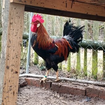 Kohout Vlaška koroptví - 2