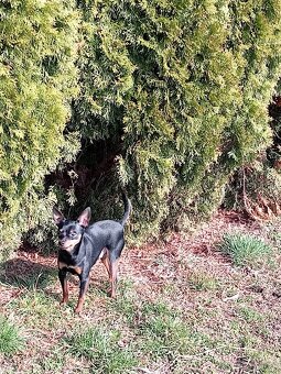 Pražský krysařik - 2