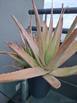 Aloe vera - 2