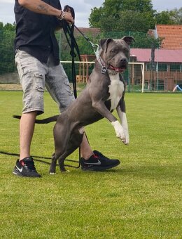 American bully - 2