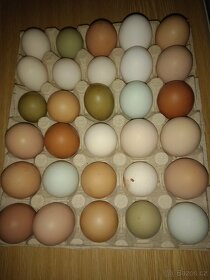 Domácí vejce 4 kč - 2