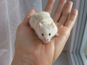 Barevná myš - samec na mazla - 2
