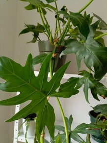 Prodám košatý rychlerostoucí Phylodendron - 2