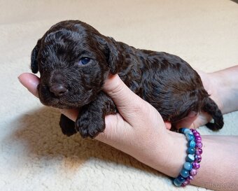 Lagotto romagnolo s PP - 2