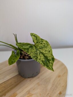 Syngonium Mojito - 2