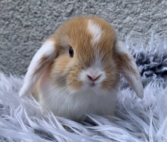 ❤️❤️Minilop Kralicek Beránek k odběru ⭐️ - 2
