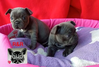 Francouzský buldoček modrý - French bulldog blue - 2