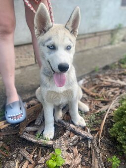 Sibiřský husky - 2