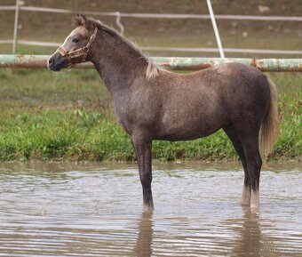 nabízíme roční klisnu wels pad-Bred - 2