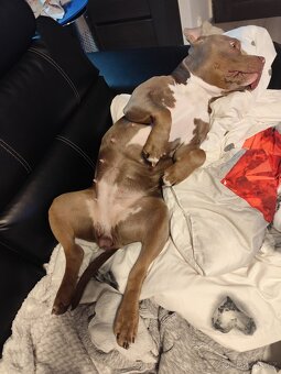 American bully poket fenka - 2