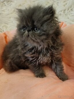 PERSKÁ koťátka - 2