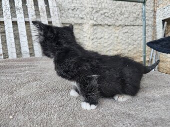 Koťátka alá Munchkin „kočičí jezevčík“ a „černé pumičky" - 2