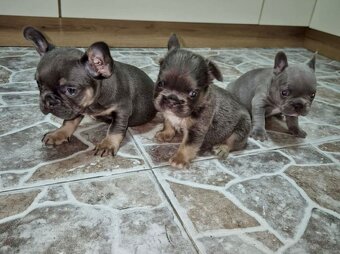 Francouzský buldoček - 2