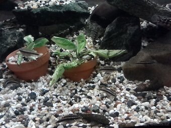 Vlastní odchov rybek. - 2