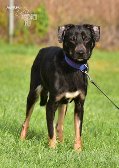 Darujeme nalezeného křížence - 2