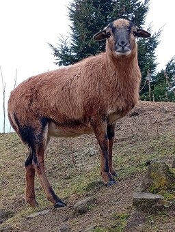 Kamerunská ovce - 2