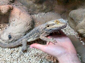 Agama vousatá SAMEČEK - 2
