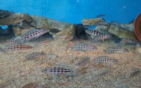 Tanganika - Julidochromis - 2