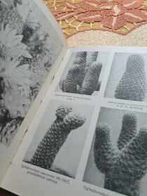 Kaktusy Fričiana I, II, rok 1962 - 2