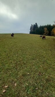 Pastevní ustájení - 2
