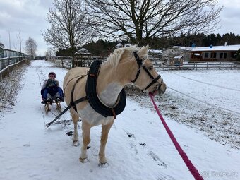 Prodej sportovního pony S - 2