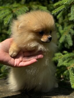 Pomeranian MINI fenečka - 2
